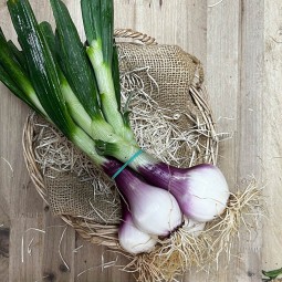 Cebollas tiernas rojas - Patatas, Cebollas y Ajos -1- Lo mejor de la fruta
