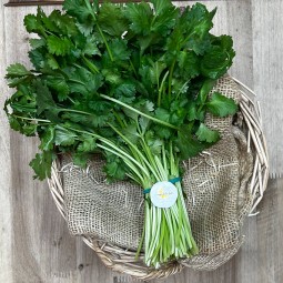 Cilantro Fresco - Hierbas Aromáticas -1- Lo mejor de la fruta