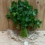 Cilantro Fresco - Hierbas Aromáticas -2- Lo mejor de la fruta