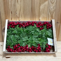 Rábanos Dulces. - Verduras -2- Lo mejor de la fruta