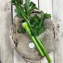 Apio Fresco - Verduras -1- Lo mejor de la fruta