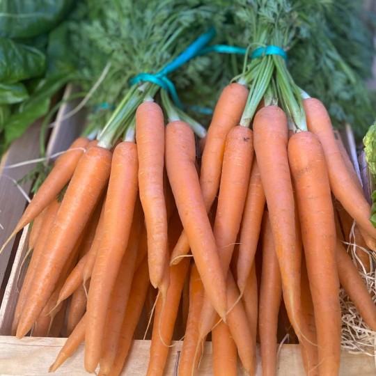 Zanahorias De Rama - Verduras -3- Lo mejor de la fruta