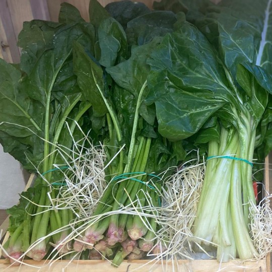 Acelgas - Verduras -3- Lo mejor de la fruta