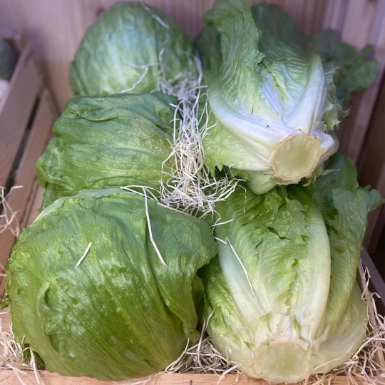 Lechugas Ice berg - Verduras -2- Lo mejor de la fruta