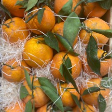 Naranjas Españolas 1ª - Cítricos -2- Lo mejor de la fruta