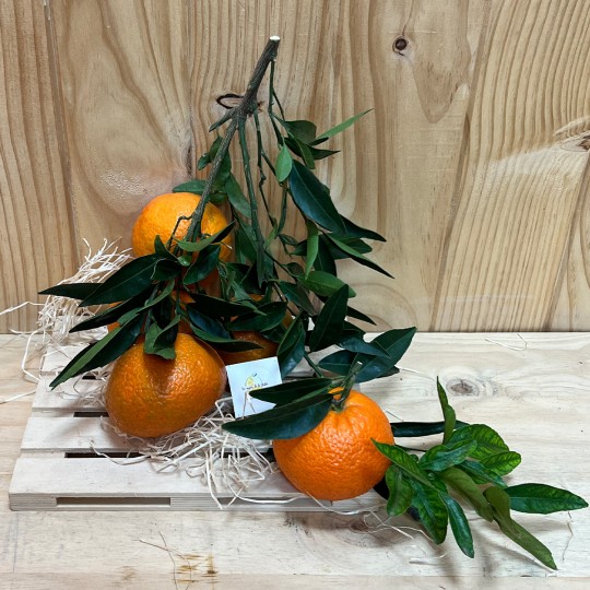 Mandarinas Leanri Hoja - Fruta de Temporada -2- Lo mejor de la fruta