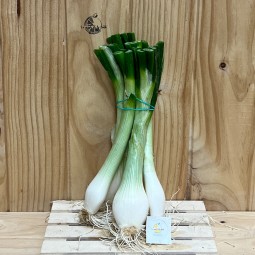 Cebollas Tiernas - Patatas, Cebollas y Ajos -1- Lo mejor de la fruta