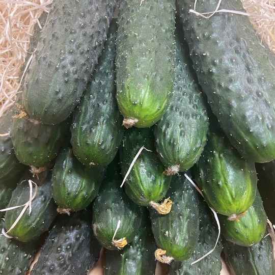 Pepinos Tiernos - Verduras -2- Lo mejor de la fruta