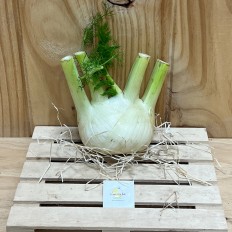 Hinojo fresco - Todas Las Verduras y Hortalizas -2- Lo mejor de la fruta