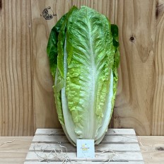 Lechuga Romana - Verduras -1- Lo mejor de la fruta