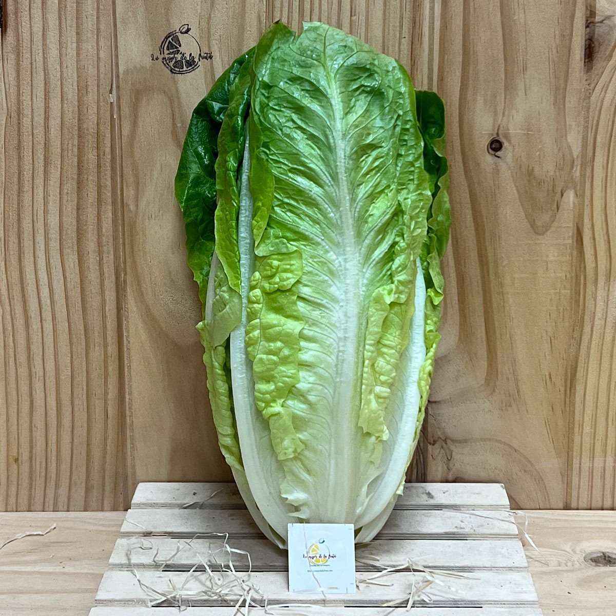 Lechuga Romana - Verduras -1- Lo mejor de la fruta