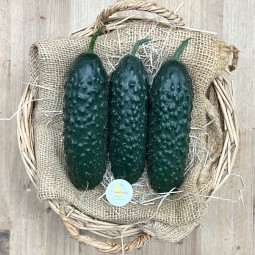 Pepinos Tiernos - Verduras -1- Lo mejor de la fruta