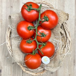 Tomates de Rama - Selección de Tomates -1- Lo mejor de la fruta