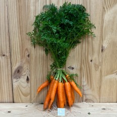 Zanahorias De Rama - Verduras -1- Lo mejor de la fruta