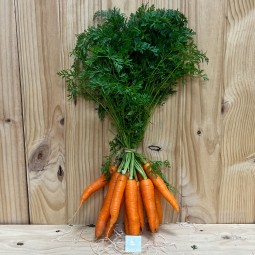 Zanahorias De Rama - Verduras -1- Lo mejor de la fruta