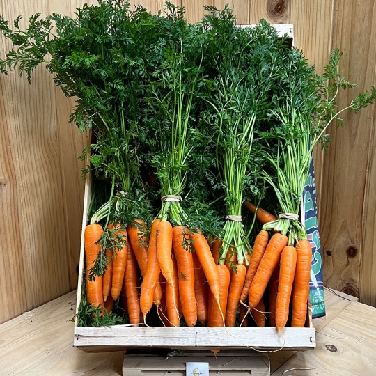 Zanahorias De Rama - Verduras -2- Lo mejor de la fruta