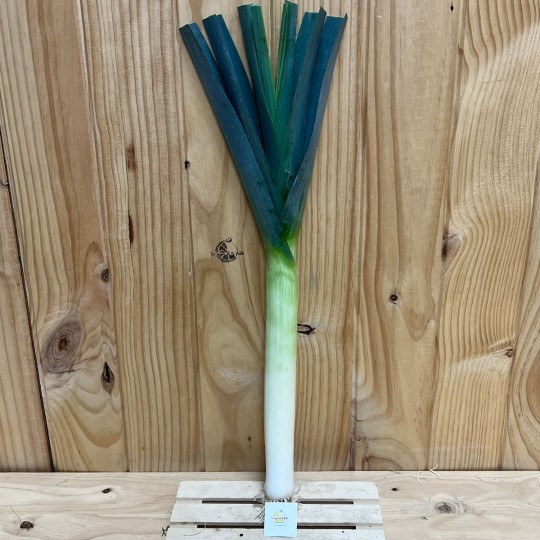 Puerros - Verduras -3- Lo mejor de la fruta