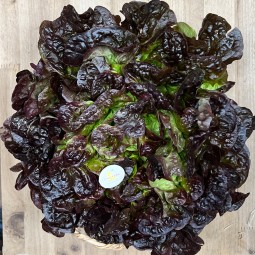 Lechugas Hoja de Roble - Verduras -1- Lo mejor de la fruta