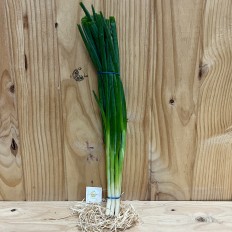 Cebollas Chinas - Patatas, Cebollas y Ajos -1- Lo mejor de la fruta