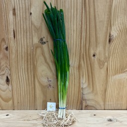 Cebollas Chinas - Patatas, Cebollas y Ajos -1- Lo mejor de la fruta