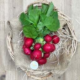 Rábanos Tiernos - Verduras -1- Lo mejor de la fruta