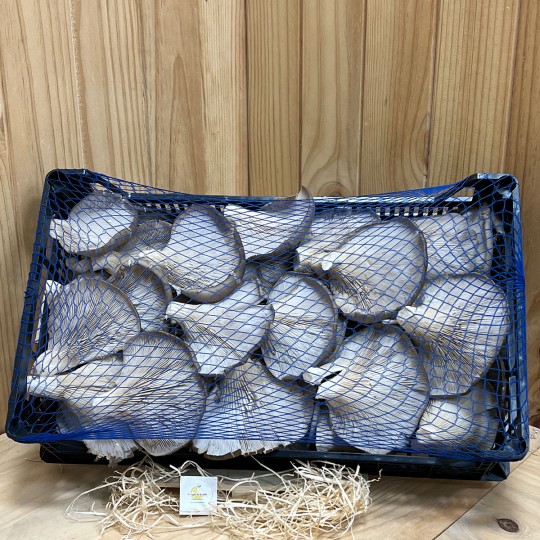 Setas De Cardo - Setas y hongos -2- Lo mejor de la fruta