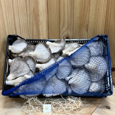 Setas De Cardo - Setas y hongos -3- Lo mejor de la fruta