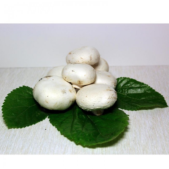 Champiñón Blanco - Setas y hongos -2- Lo mejor de la fruta