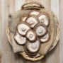 Setas Shiitake - Setas y hongos -1- Lo mejor de la fruta
