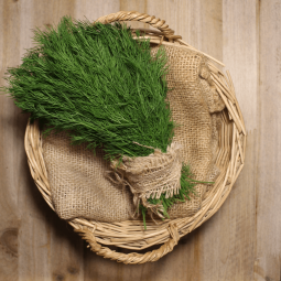 Eneldo Fresco - Hierbas Aromáticas -1- Lo mejor de la fruta