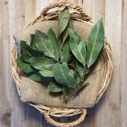 Laurel Seco - Hierbas Aromáticas -1- Lo mejor de la fruta