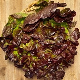 Lechugas Hoja de Roble - Verduras -1- Lo mejor de la fruta