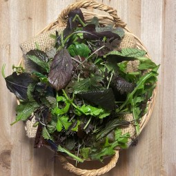 Brotes Salvajes - Verduras -1- Lo mejor de la fruta