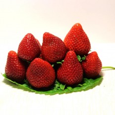 Fresas Selectas - - Fruta de Temporada -2- Lo mejor de la fruta