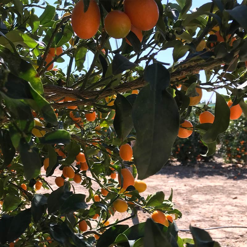 kumquat - Cítricos -2- Lo mejor de la fruta