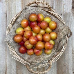 Ciruelas Mayeras - Fruta de Temporada -1- Lo mejor de la fruta
