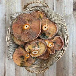 Níscalos - Setas y hongos -1- Lo mejor de la fruta