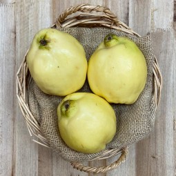 Membrillos - Fruta de Temporada -1- Lo mejor de la fruta