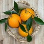 Naranjas Españolas 1ª - - Cítricos -1- Lo mejor de la fruta