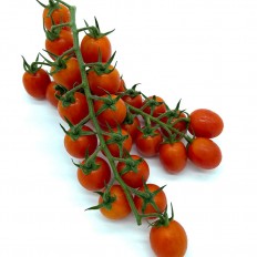 copy of Tomate Cherry - Selección de tomates -2- Lo mejor de la fruta