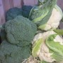 Brócoli Fresco - - Verduras -2- Lo mejor de la fruta