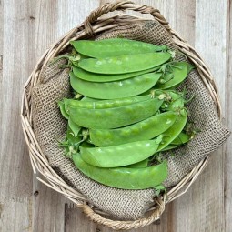 Tirabeques - Verduras -1- Lo mejor de la fruta