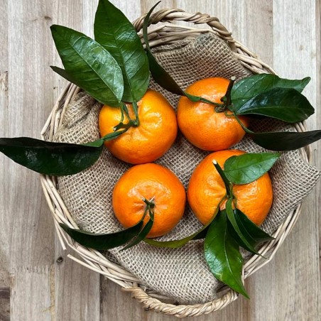 Mandarinas Orri - Cítricos -1- Lo mejor de la fruta