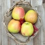 Comprar online - Manzanas Golden - - Manzanas, peras y Plátanos. -1- Lo mejor de la fruta