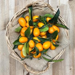 kumquat - Cítricos -1- Lo mejor de la fruta