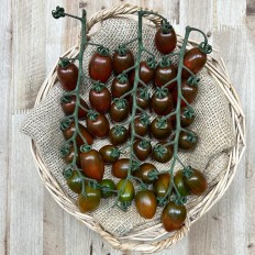 Tomates Cherry Zebra - Selección de Tomates -1- Lo mejor de la fruta