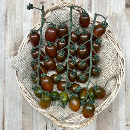 Tomates Cherry Zebra - Selección de Tomates -1- Lo mejor de la fruta