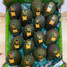 Aguacates Marielita - Tropicales -3- Lo mejor de la fruta