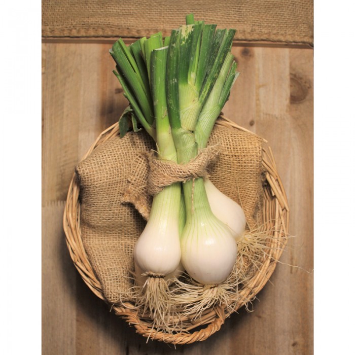 Cebollas Tiernas - Patatas, Cebollas y Ajos -2- Lo mejor de la fruta