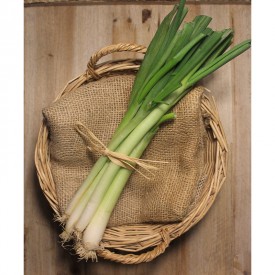 Cebollas Chinas - Patatas, Cebollas y Ajos -1- Lo mejor de la fruta